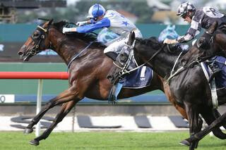 Charles Road in his determined display in the Group 3 City of Auckland Cup. Photo: Trish Dunell